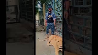 Lion King Asad #lion #shorts #ytshorts #youtubeshorts