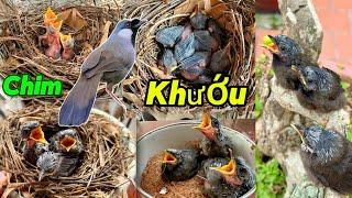 Hành trình SINH SẢN CỦA CẶP CHIM KHƯỚU thả tự nhiên và chăm sóc CHIM NON nhanh lớn || Đạt Bird TV