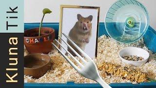 Kluna got a HAMSTER for ANIMAL DAY!!! Kluna Tik Dinner #35 | ASMR eating sounds no talk