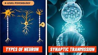 Neurons & Synaptic Transmission | Excitation & Inhibition | Biopsychology