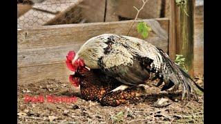 Rooster Mating and Crowing Compilation