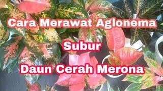 CARA MERAWAT AGLONEMA AGAR SUBUR | HOW TO PLANT CARE AGLAONEMA #garden #plants #tanamanhias