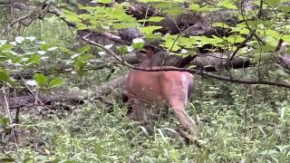 Deer Watching, I found this deer grazing during my Sunday morning run in Northern Virginia