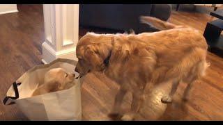 Golden Retriever meets his new puppy sister