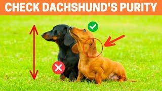 How to Identify a Pure Bred Dachshund Puppy?