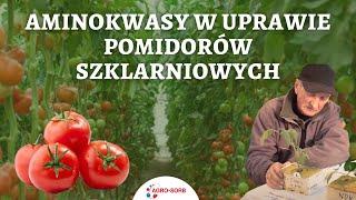 Aminokwasy w uprawie pomidorów szklarniowych - AgroSorb Folium - PolskieAminokwasy.pl