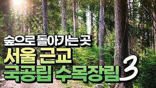 [#국립하늘숲추모원] 서울 근교의 자연친화적인 수목장림을 소개합니다!