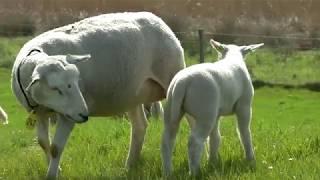 Schapen en lammetjes de wei in (lange versie)