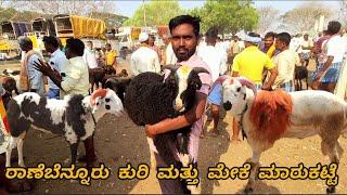 Ranebennur sheep and goats market update | Every Sunday morning bazar Karnataka India