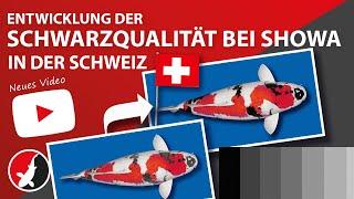 Entwicklung der Schwarzqualität bei Showa in der Schweiz!