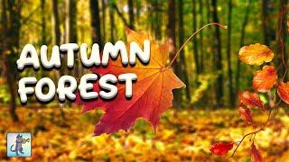 Autumn Forest Falling Leaves Ambience (No Music)