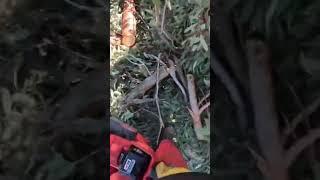 Tree trimming fail. Throwing chainsaw chain cutting small branches. #milwaukeetools