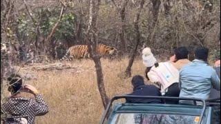 tiger attack deer in ranthambore  ||  tiger vs deer