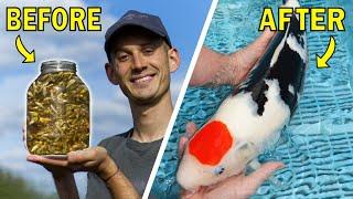 How To Grow & Select The World's Most Expensive Fish! (Japanese Koi)