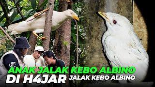 ANAK JALAK KEBO ALBINO MAU KELUAR SARANG MALAH DI HADANG SAMA JALAK KEBO ALBINO DEWASA..!!