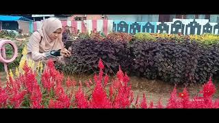 Taman Bunga CELOSIA | Aceh Singkil