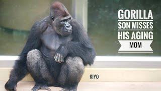 母ネネのことが心配で仕方ない息子のキヨマサ | 東山動物園 | gorilla ゴリラ