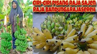 PERBEDAAN PISANG RAJA SEREH, RAJA BANDUNG DAN RAJA NGANTEN