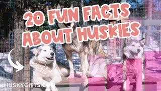 20 Fun FACTS About Huskies (Siberian Husky STATISTICS)