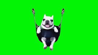 Dog on a swing | Dog on swing meme | Green Screen / Dog swinging on a swing