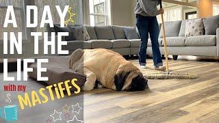 A Day In the Life of Big Dog Mom | My Daily Routine With 2 English Mastiffs | DITL VLOG | April 2022