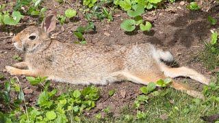 Wildlife ASMR [4K] - Ann Arbor Animals - Michigan Nature - July 2024 Edition