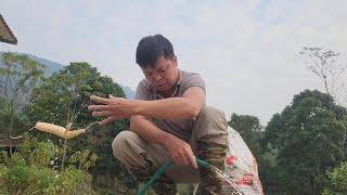 Cassava is harvested by scraping, chopping and drying in the sun.