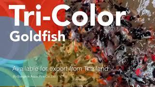 Tri-color oranda goldfish , Thailand breeding available for export