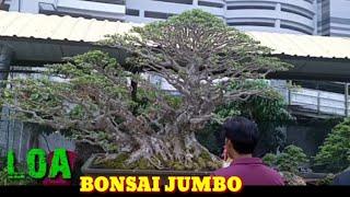 Wujud Bonsai Loa Jumbo Di Pamnas Surabaya