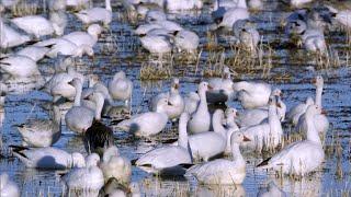 Nature: Snow geese