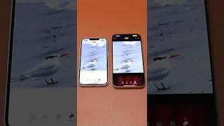 iPhone 16e vs iPhone 16 Pro Max Clean up Apple Intelligence