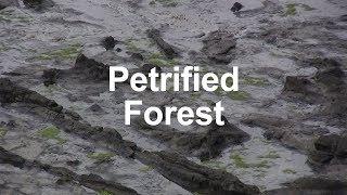 Petrified Forest