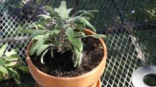 How to Repot Sage : Planting Herbs