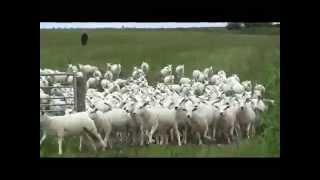 LOGIE SHEARLING EWES