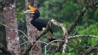 Rhinoceros Hornbill FHD