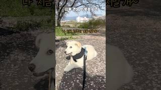 벚꽃이 머야 먹는거야요? #강아지일상 #강아지브이로그 #강아지산책 #산책 #일상 #꽃놀이 #봄
