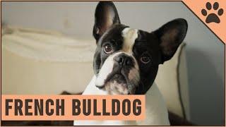 French Bulldog - Dog Breed Information