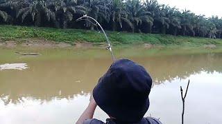 Mancing ikan jelawat/jelabat pesta strike