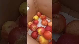 Locally grown organic Ambrosia Apples at Kitsilano Farmers Market