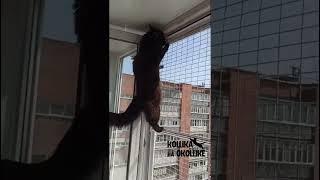 Надежная защита с решеткой-антикошкой от выпадения из окна! Выдерживает нагрузку до 80 кг!