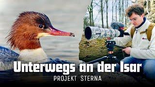 Wildlife an der Isar entdecken! | PROJEKT STERNA (02/12)