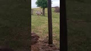 REGISTRO FEITO POR ÉBERTON UM SEGUIDOR DO CANAL/CARCAVIO-ROSÁRIO DO SUL-RS #natureza #emas #fazenda