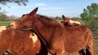 Horses Grooming Each Other