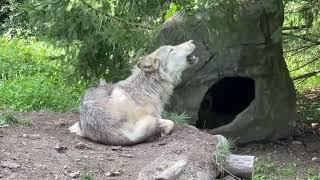 Musical Moments with Howling Gray Wolves