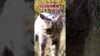 Protejamos al gato montés.