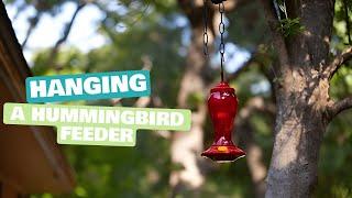 Hanging a Hummingbird Feeder: Step-by-Step Guide | Daily Needs Studio