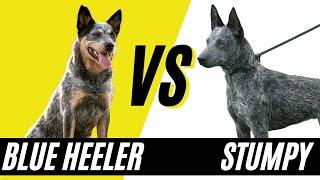 Blue Heeler VS Australian Stumpy Tail Cattle Dog