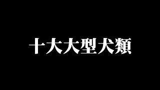 忠誠勇敢!? 極具威嚴的世界十大大型犬類