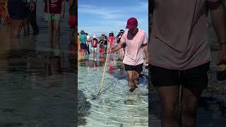 Reef Walk in the Lady Elliott Island Reef 🪸 #australia #travel #worldtravel #wildlife