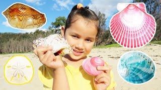 Zoe Collecting Seashells On The Beach Fun Outdoor Activity
